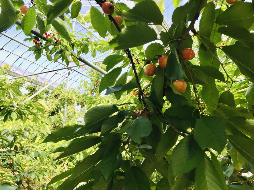 さくらんぼ狩り 時期や服装は 美味しい実の見分け方 ちゃめログ